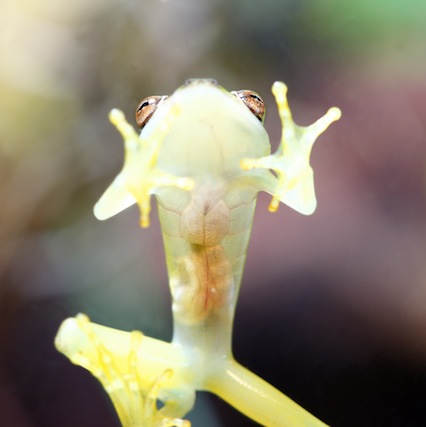 Glass Tree frog translucent skin