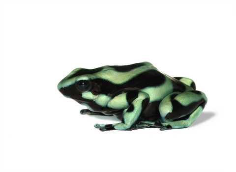 Green and Black Poison Dart Frog for sale - Dendrobates auratus