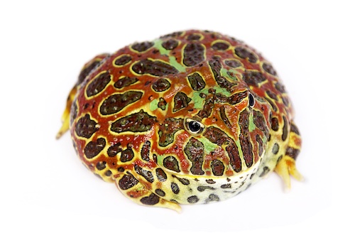 High red ornate Pacman Frog