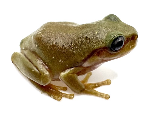 Honey Blue Eyed White's Tree frog for sale