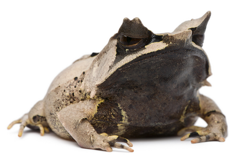 Malayan Horned Frog for sale - Megophrys nasuta