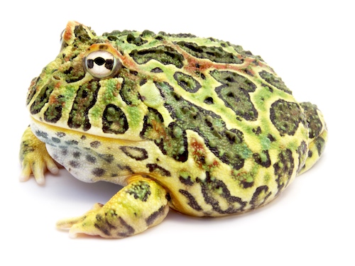 Ornate Pacman Frog for sale