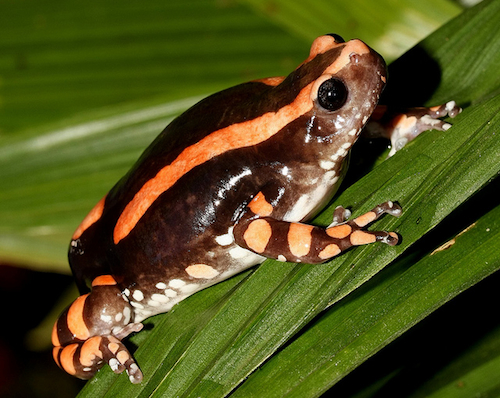 Rubber Banded frog for sale - Phrynomantis bifasciatus