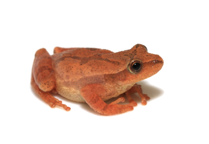 Spring Peeper frog for sale