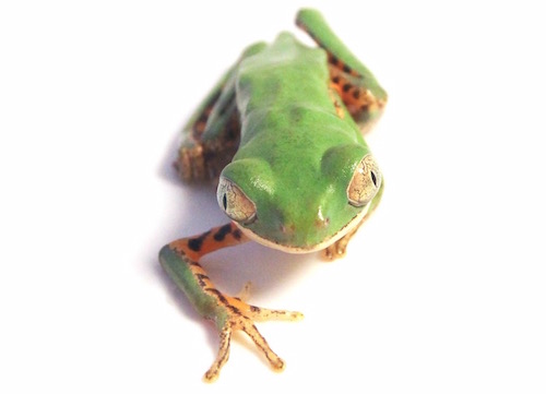 Tiger Leg Tree frog for sale