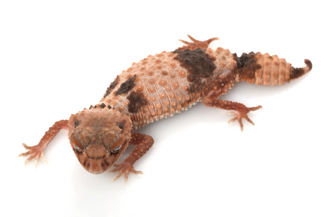 Banded Knob tailed gecko for sale - Nephrurus wheeleri cinctus