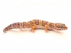 Buy Chocolate Albino Leopard gecko