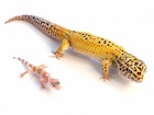 Buy a Giant Leopard gecko