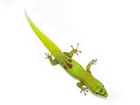 Buy a Gold Dust Day gecko