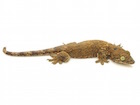 Buy a Halmahera gecko