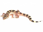 Buy a Texas banded gecko