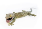 Buy a Tokay gecko
