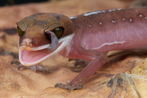 Cat gecko for sale - Aeluroscalabotes felinus