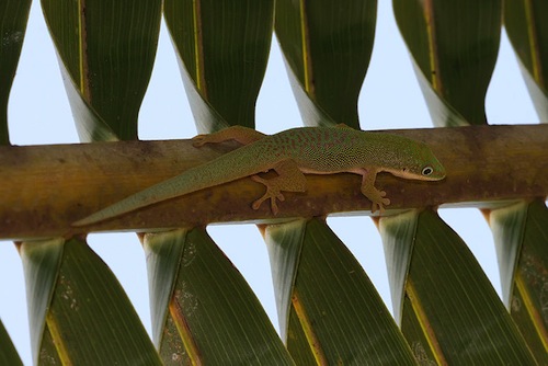 Dull Day gecko for sale