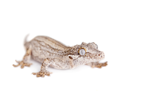 Gargoyle gecko for sale - Rhacodactylus auriculatus