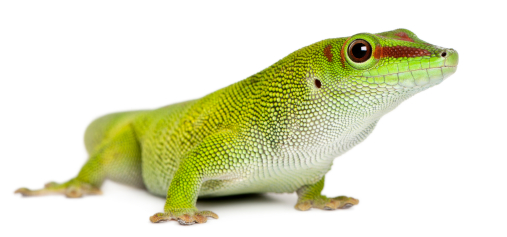 Giant day gecko for sale