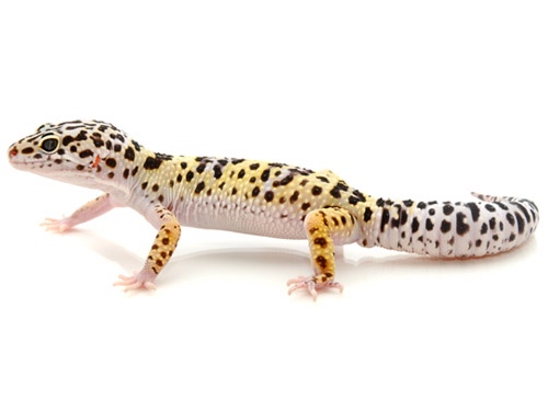Leopard gecko for sale