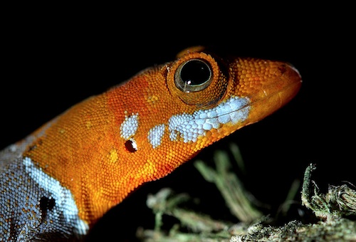 Orange headed gecko for sale - Gonatodes albogularis