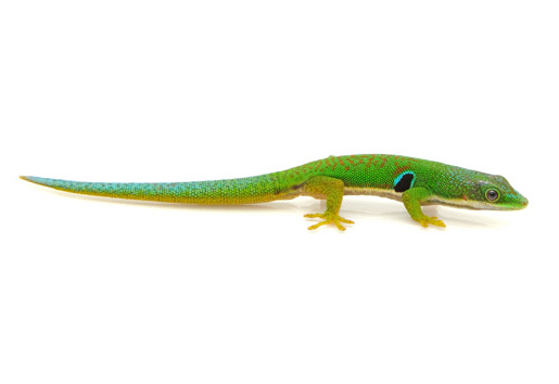 Peacock Day gecko for sale