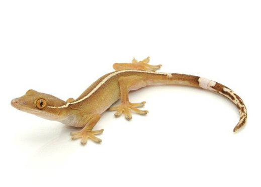 White lined gecko for sale