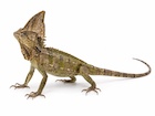 Buy a Helmeted iguana