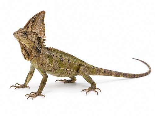 Helmeted Iguana for sale - Corytophanes cristatus