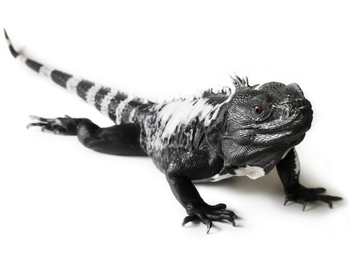 Spiny-tailed iguana for sale