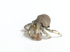 Buy a Hermit crab