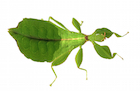 Buy stick insects