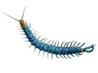 Buy a Sky island blue centipede