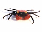 Buy a Vampire Crab