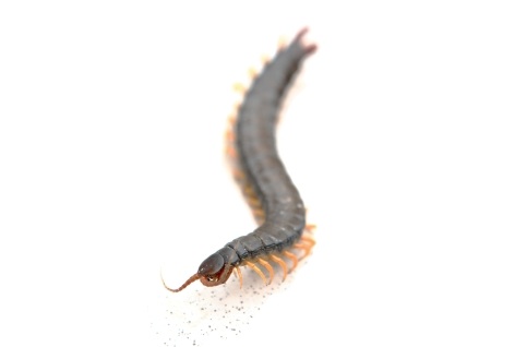 Florida Centipede for sale
