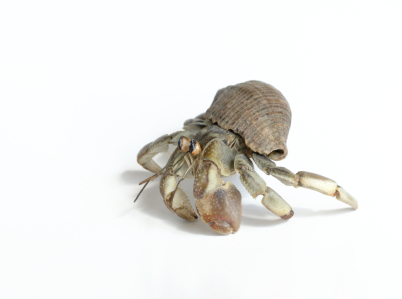 Hermit crab for sale
