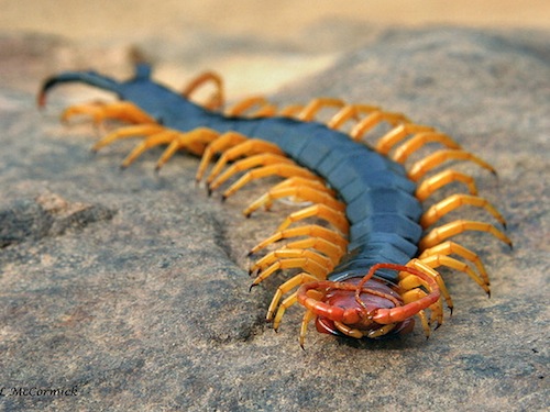 Texas Red Headed Centipede for sale