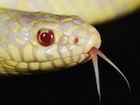 Buy an albino california king snake