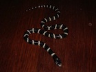 Buy a Black and White California King snake