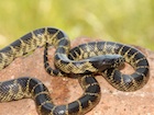 Buy a Desert King snake