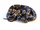 Buy an Eastern king snake