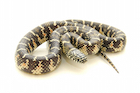 Buy a Florida king snake