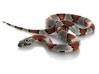 Buy a Gray Banded King snake