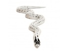 Buy a high white California King snake