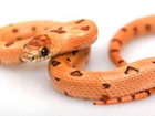 Buy a Thayers King snake