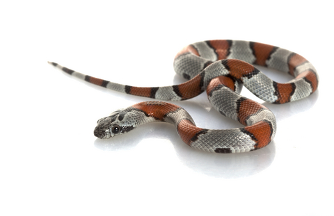 Gray banded kingsnake for sale