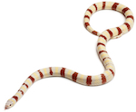 Buy a kingsnake pet