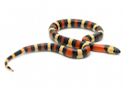 Buy an apricot Pueblan milk snake