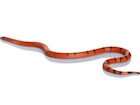 Buy a Honduran milk snake