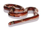 Buy a Nelsons milk snake