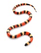 Buy a Pueblan milk snake