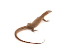Buy a Timor monitor lizard
