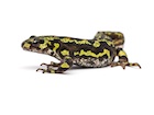 Buy a Marbled newt